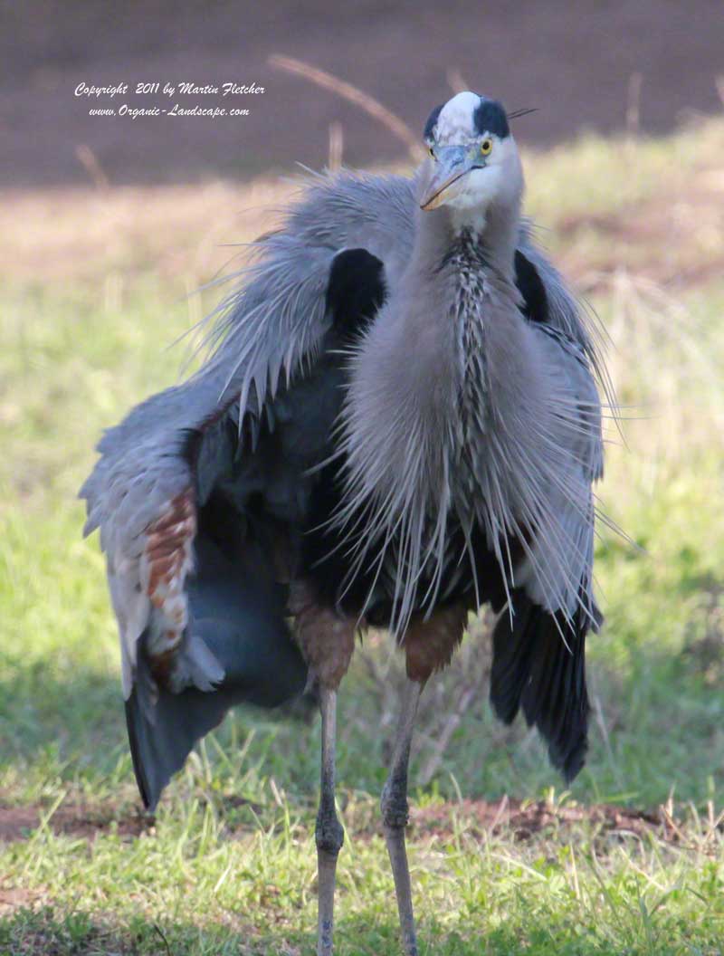 Blue Heron Hunting Gophers - Bad Hair