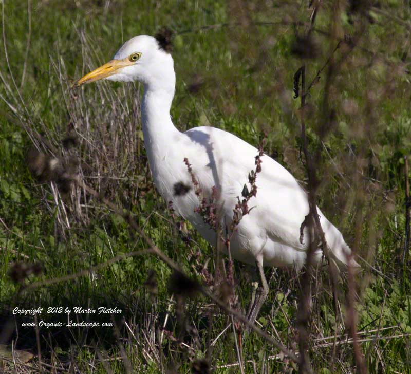 Cattle Egret, Yolo Bypass