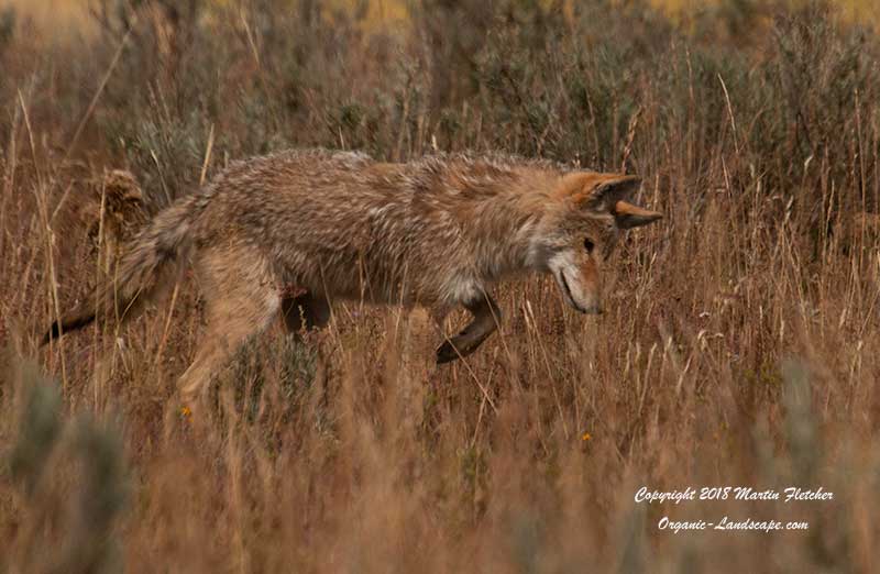 Coyote Mousing, Pelican Valley, Yellowstone