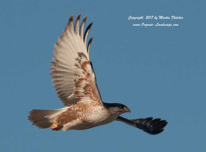 Ferruginous Hawk Flight, near Tejon Ranch