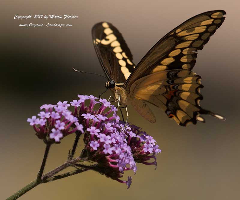 Giant Swallowtail, Papilio cresphontes