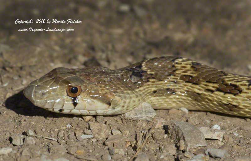 Gopher Snake, Central Valley, Bitter Creek