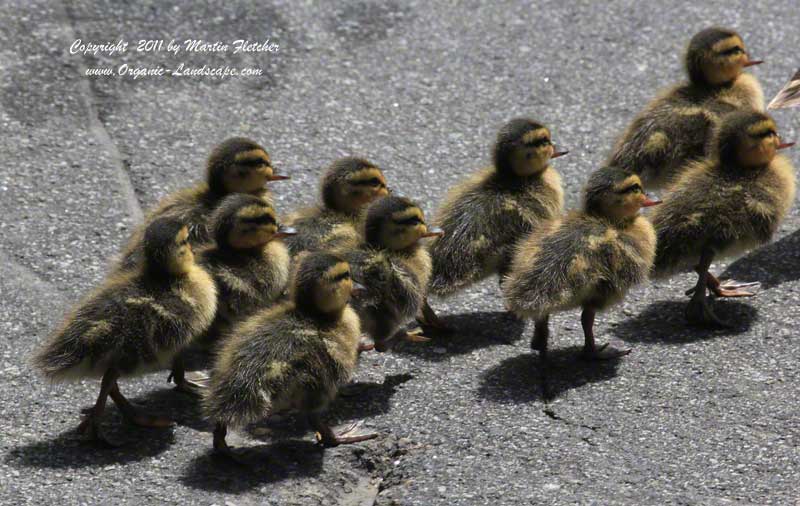 Mallard Ducklings, baby ducks, Montecito