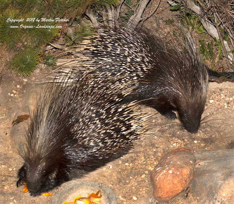 Porcupine, Hystrix africaeaustralis, South Africa