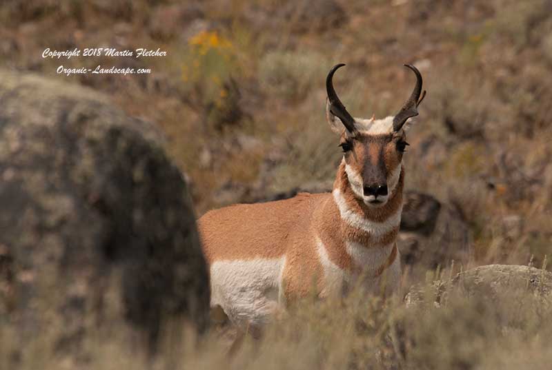 Pronghorn Antelope, Yellowstone, Hellraging