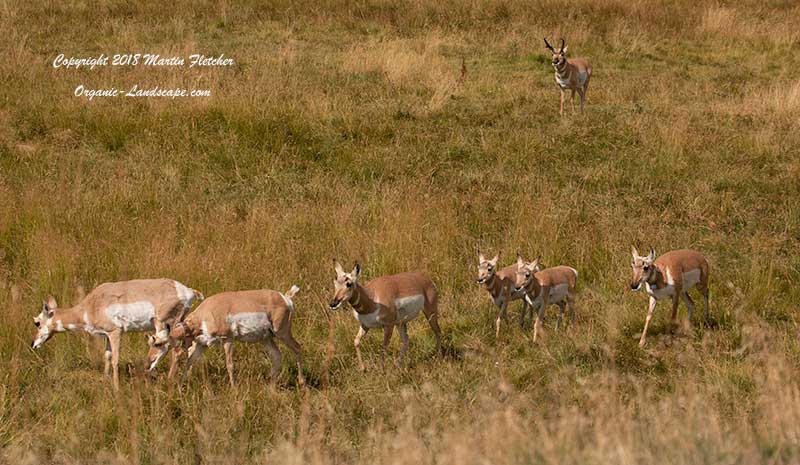 Pronghorn Antelope Herd, Yellowstone, Lamar Valley