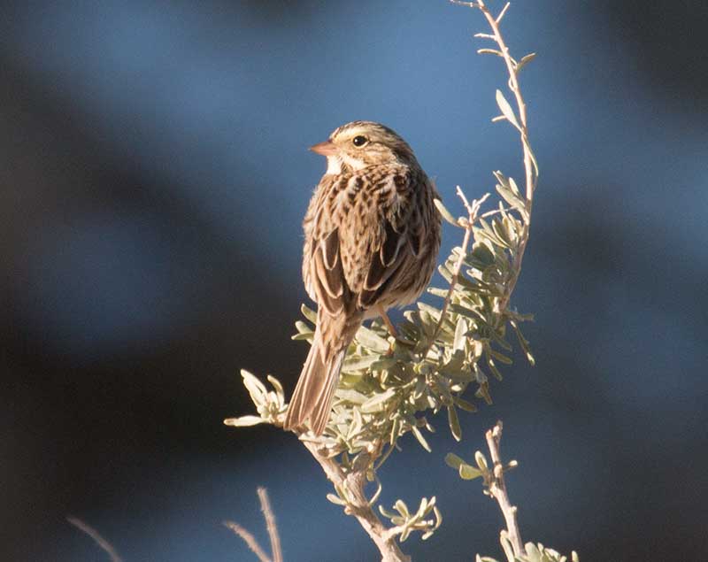 Savannah Sparrow, Tejon