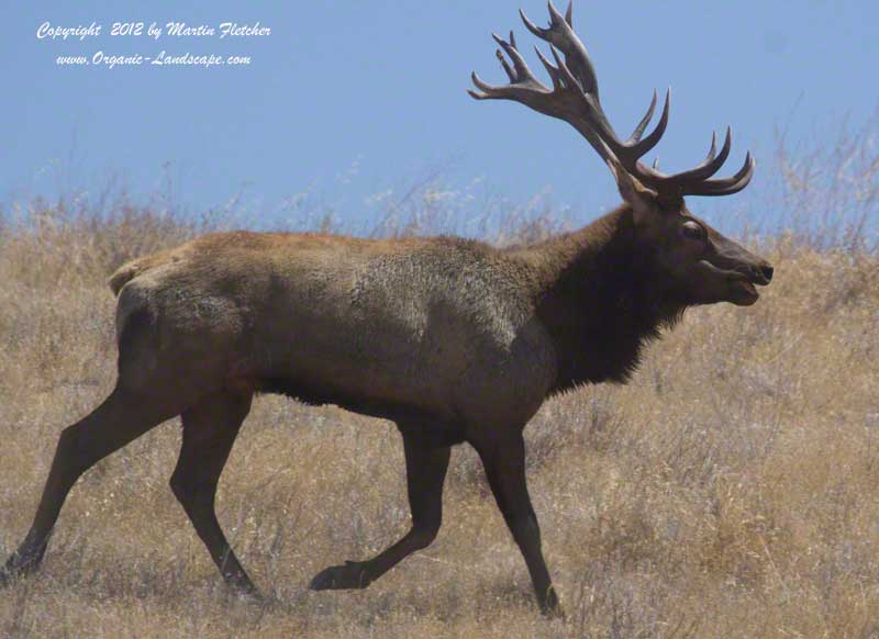 Tule Elk Bull, Bitter Creek National Wildlife Refuge