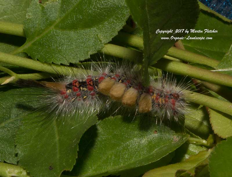 Western Tussock Moth Caterpillar