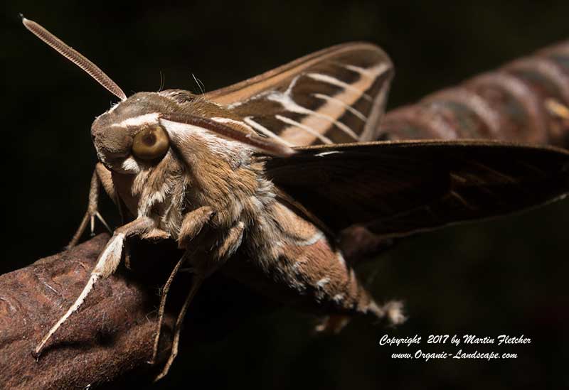 White Lined Sphinx Moth, Hyles lineata