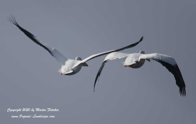 White Pelicans flying away