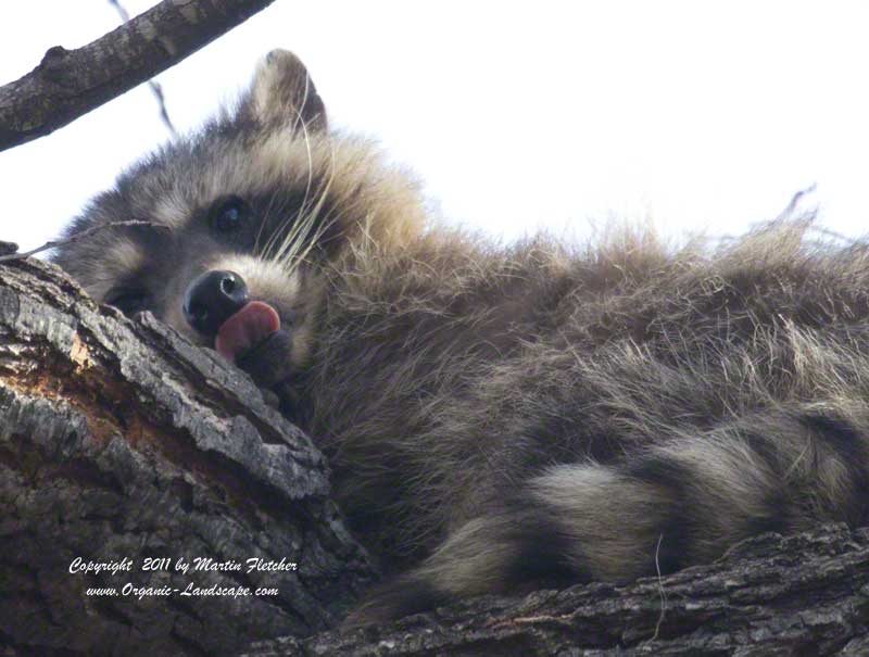 Raccoon, Ojai