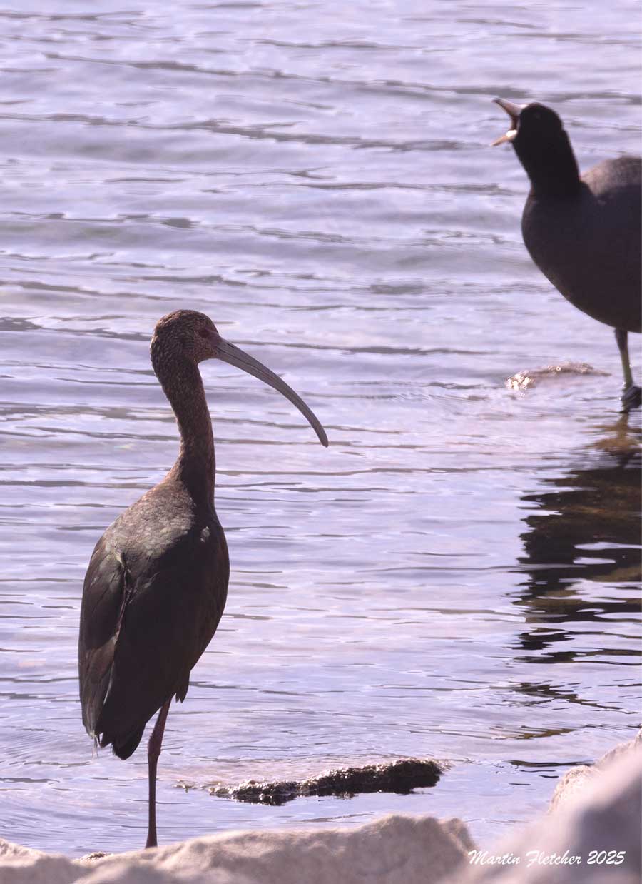 White Faced Ibis, Bard Lake