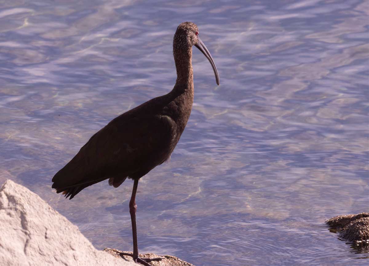 White Faced Ibis, Bard Lake