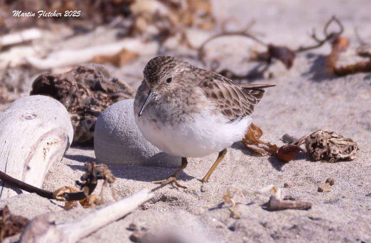 Least Sandpiper, Coal Oil Point