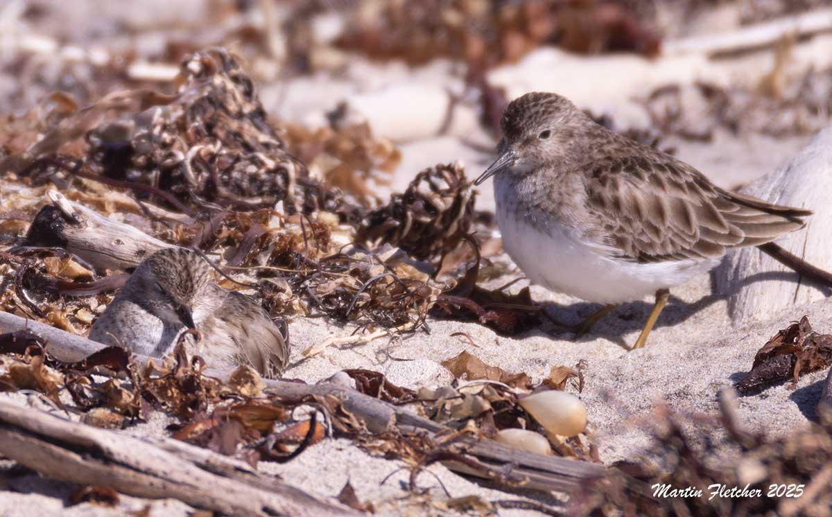 Least Sandpiper, Coal Oil Point