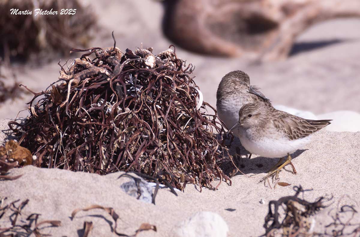 Least Sandpiper, Coal Oil Point
