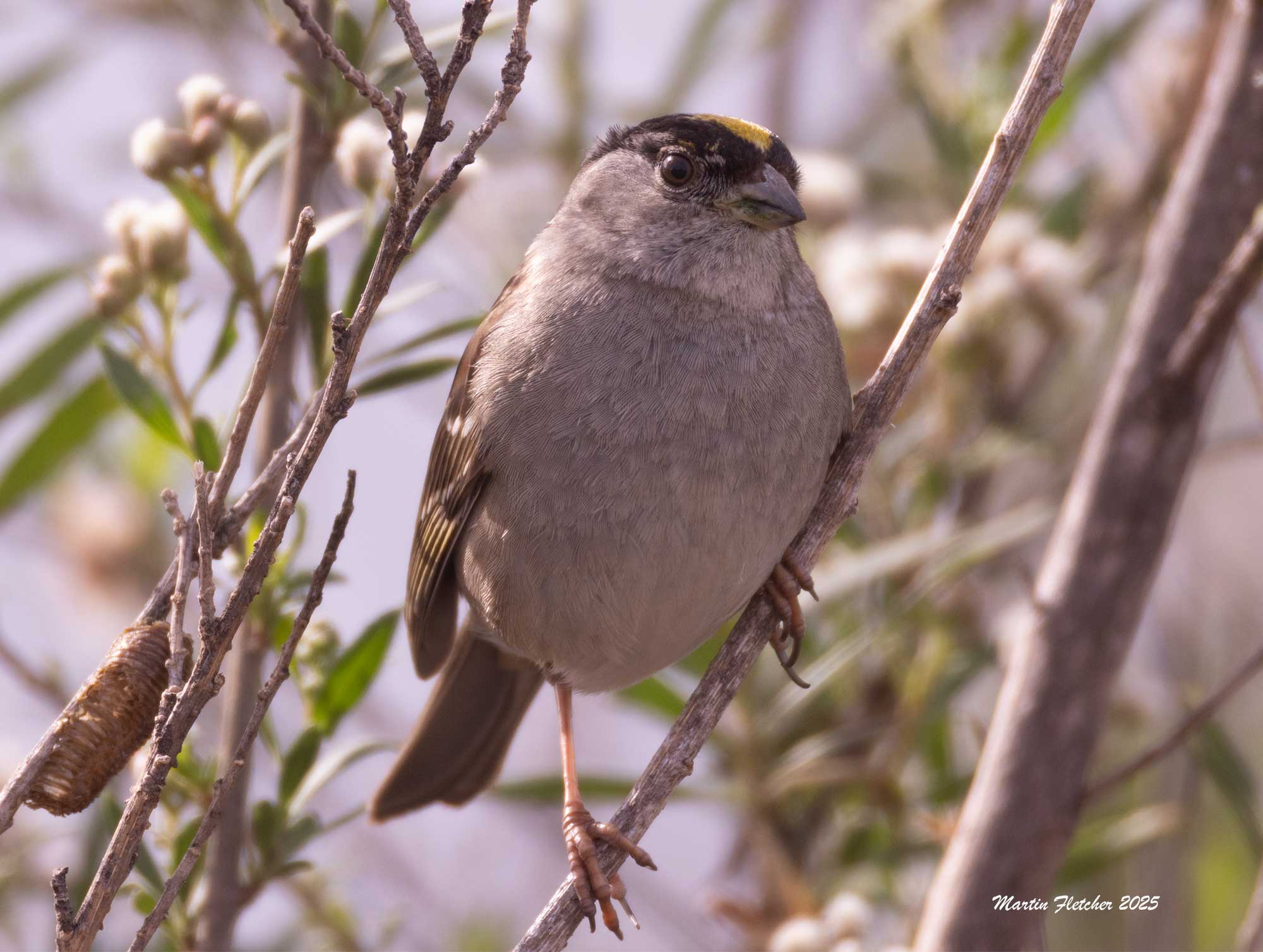 Golden Crowned Sparrow, Lake Casitas, Ojai Valley