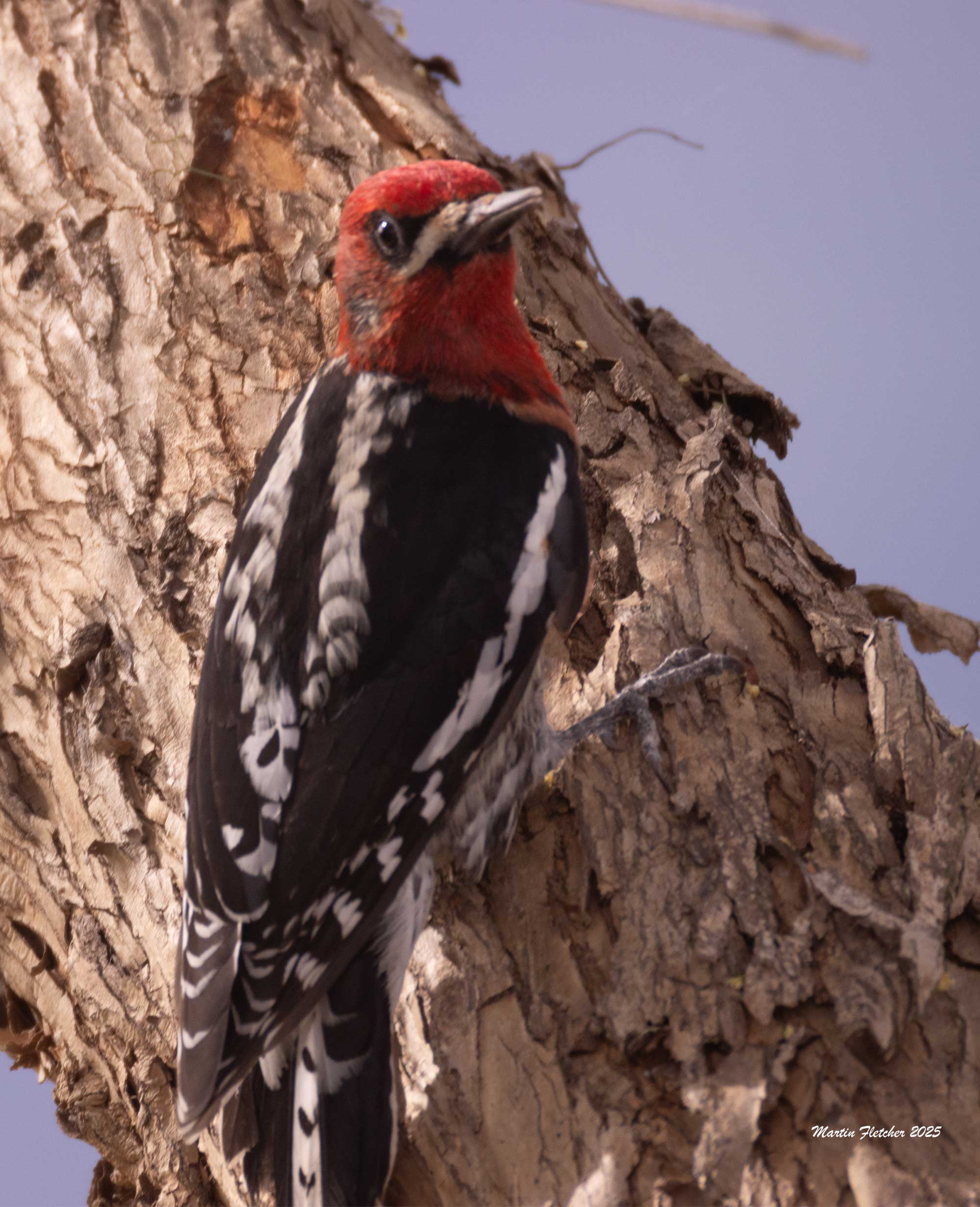 Red Breasted Sapsucker, Lake Casitas, Ojai