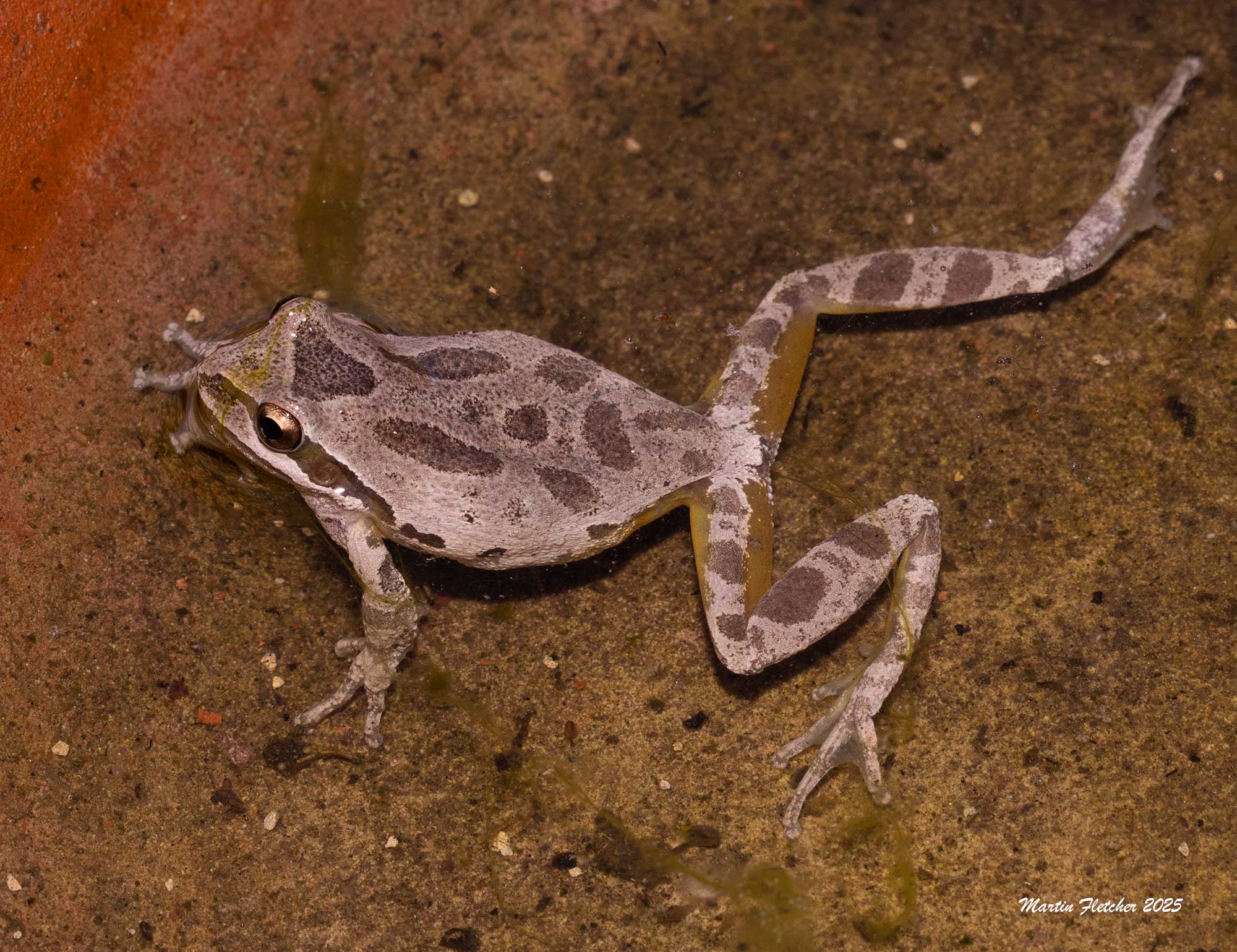 California Tree Frog, Pseudacris cadavarina, Ojai, California