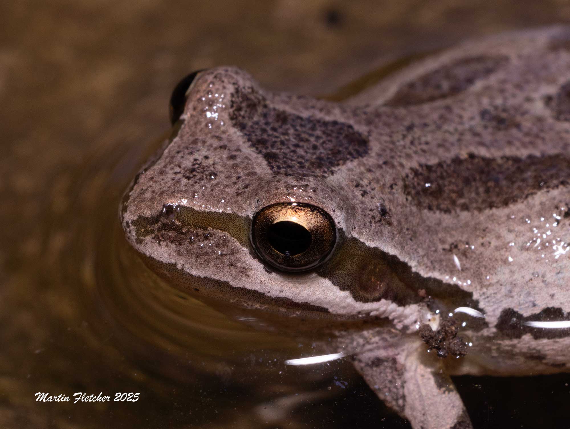 California Tree Frog, Pseudacris cadavarina, Ojai, California
