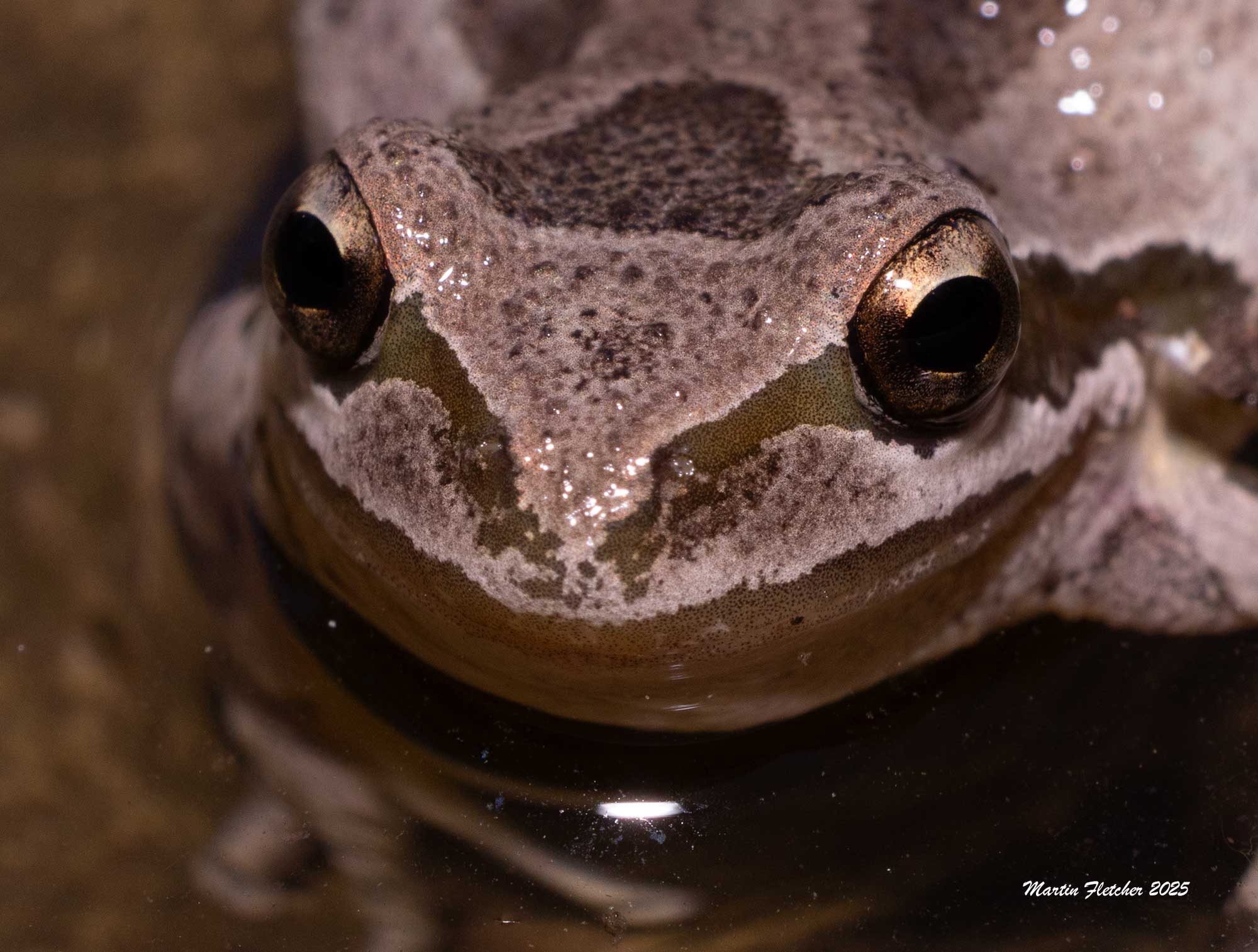 California Tree Frog, Pseudacris cadavarina, Ojai, California