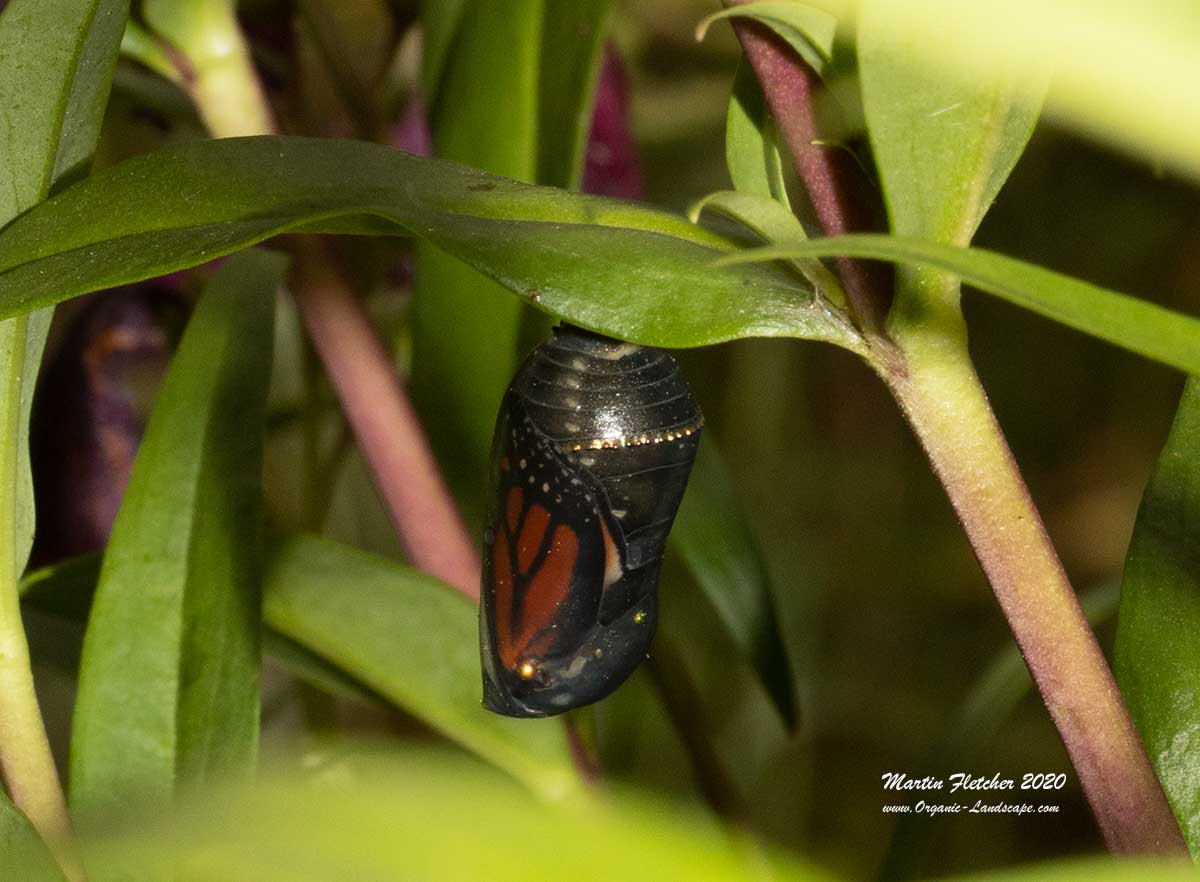 Monarch Caterpillar Chrysalis