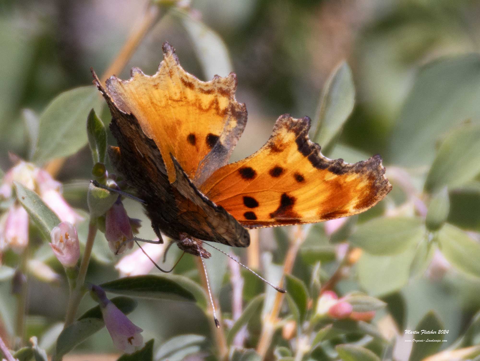 California Tortoiseshell, Mount Pinos, California