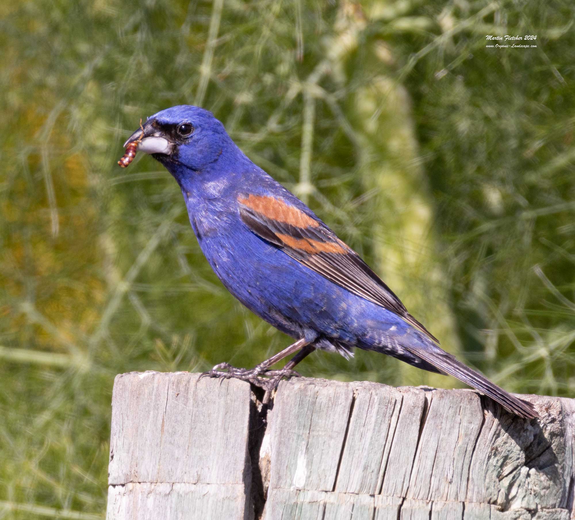 Blue Grosbeak, Casitas, Ojai, California