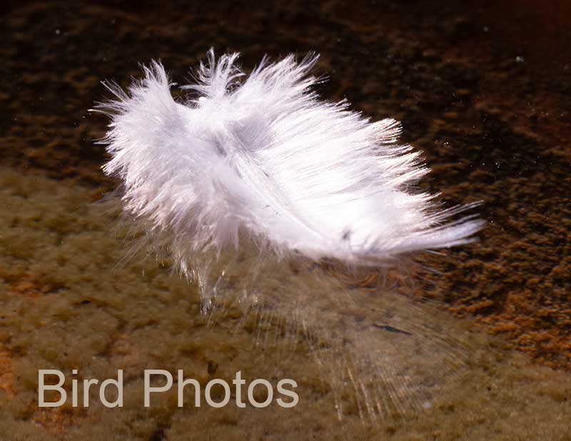 Bird Images