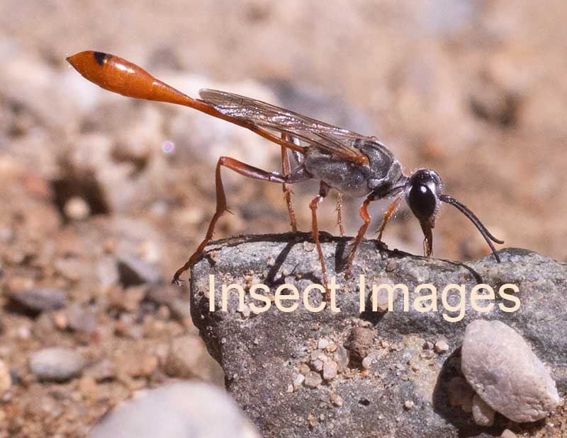Insect Images