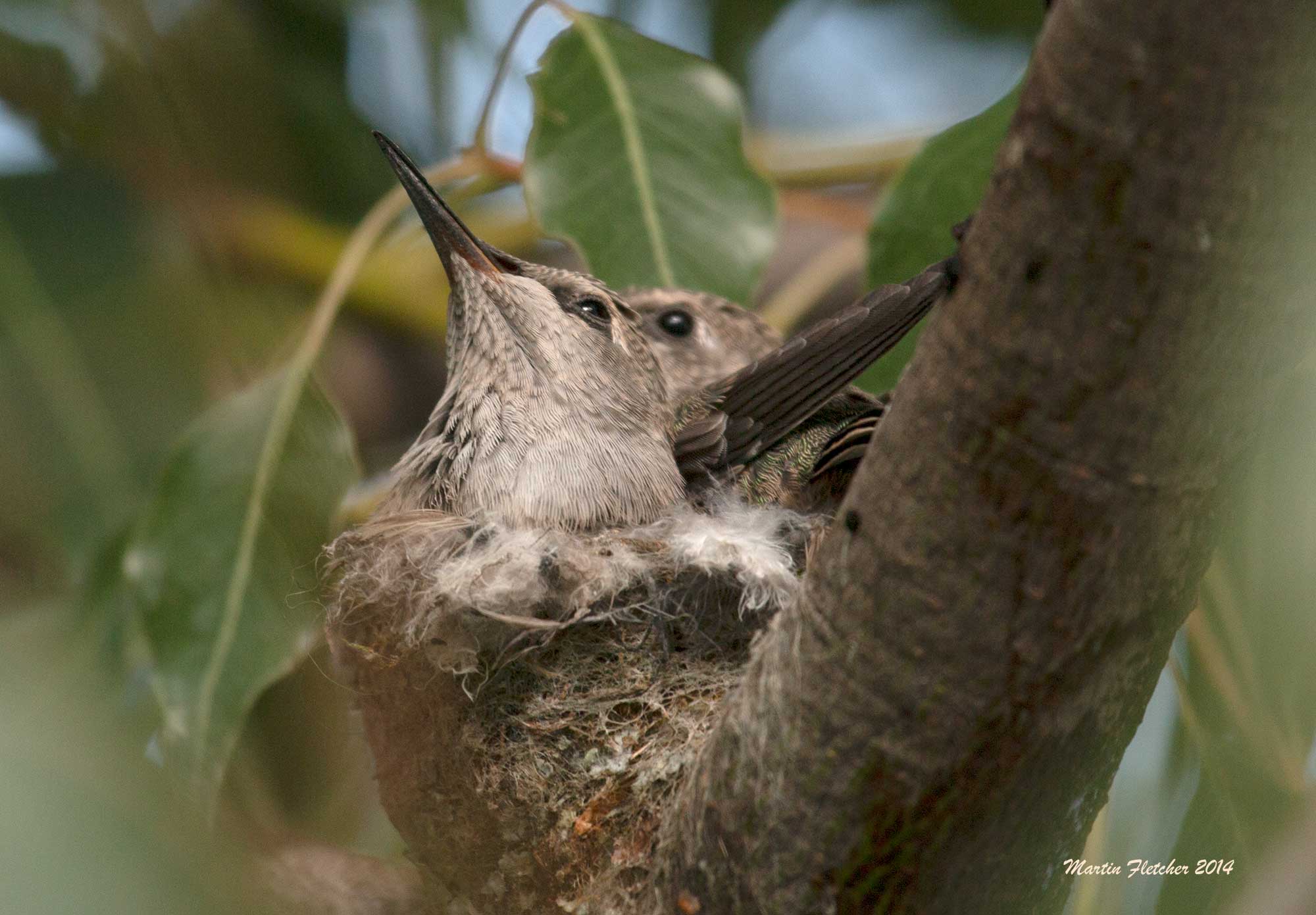 Anna's Hummingbird Nest, EATM, Moorpark Zoo