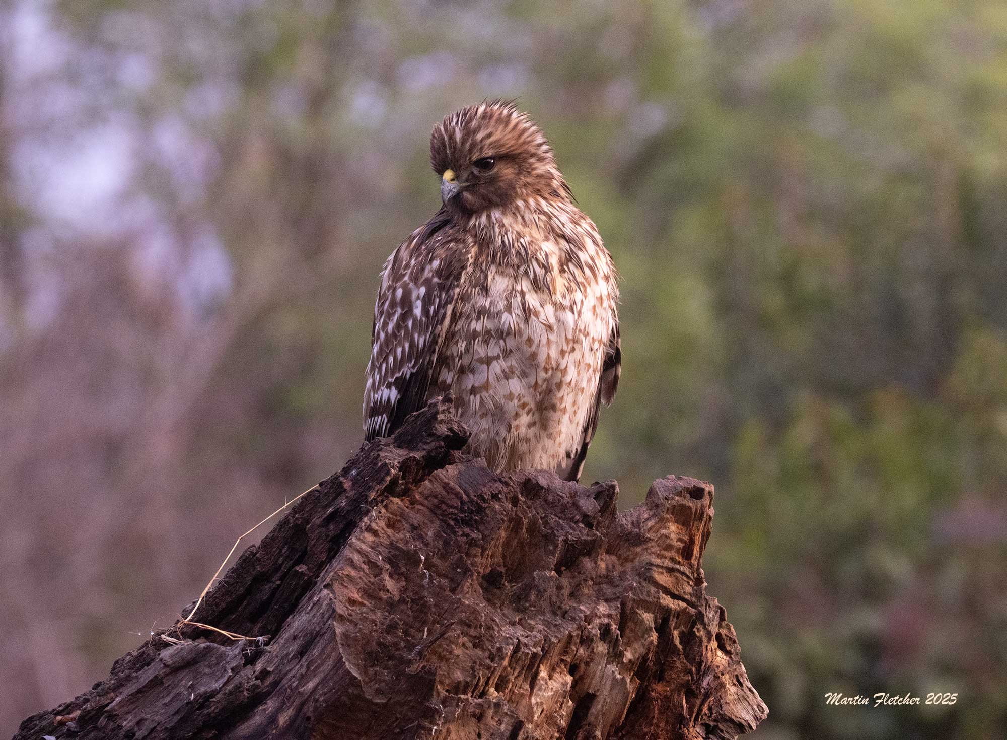 Immature Red Shouldered Hawk on dead willow