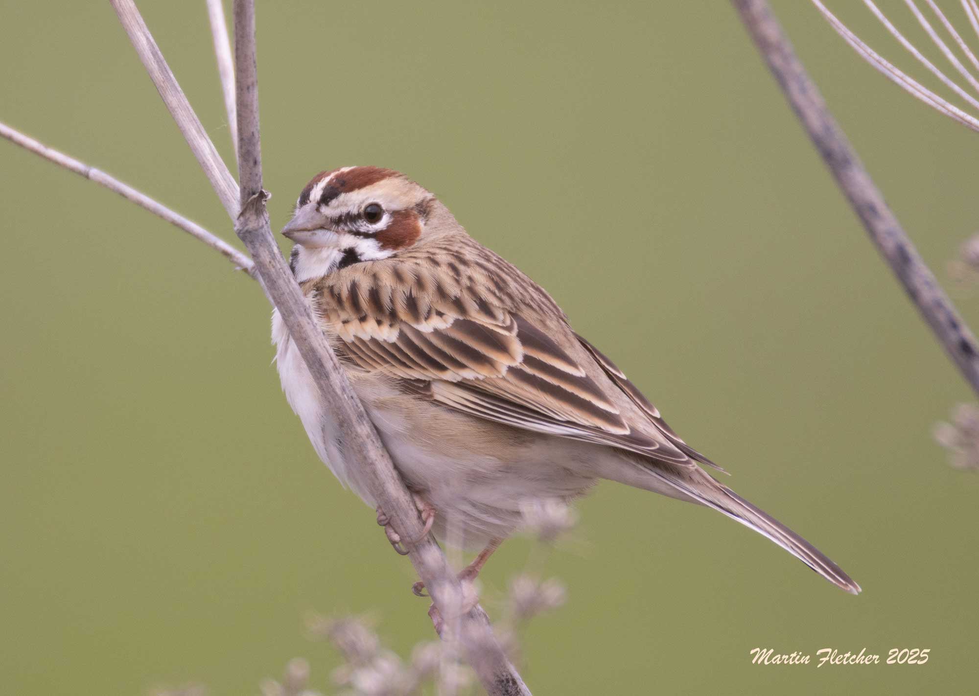 Lark Sparrow, Canada Larga