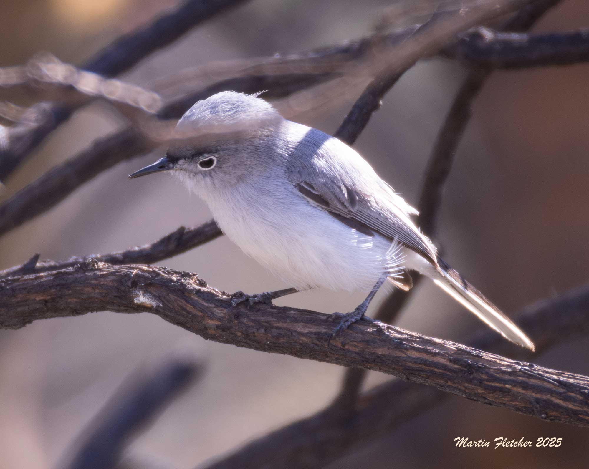 Blue Gray Gnatcatcher, CSCI, Camarillo, California