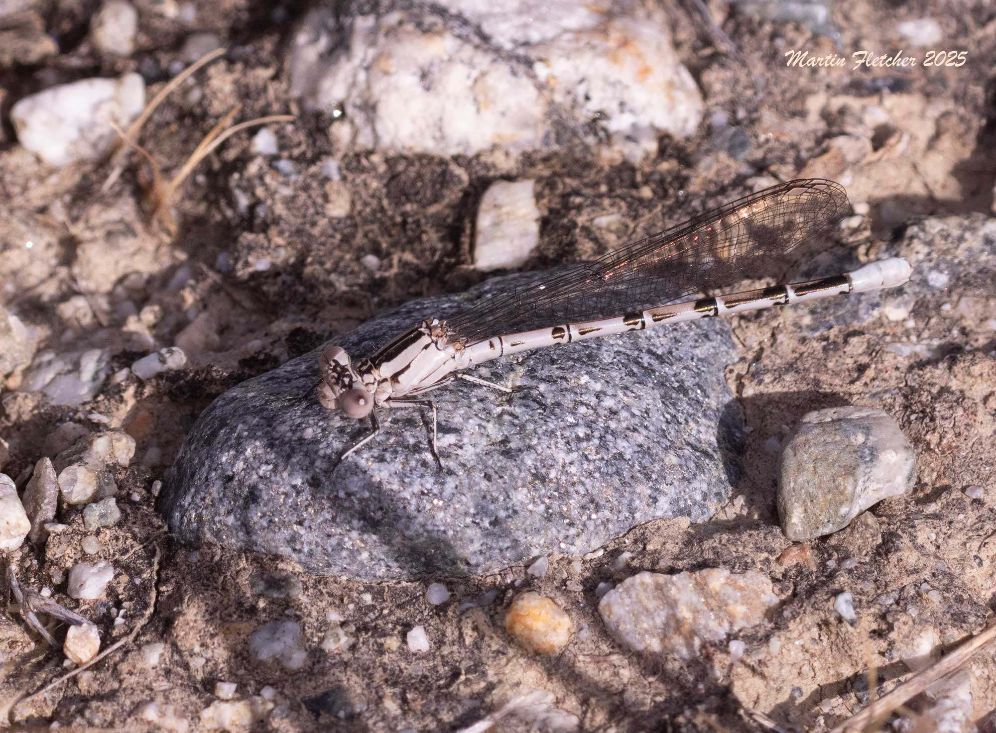 Vivid Dancer Damselfly Female, Wind Wolves, California