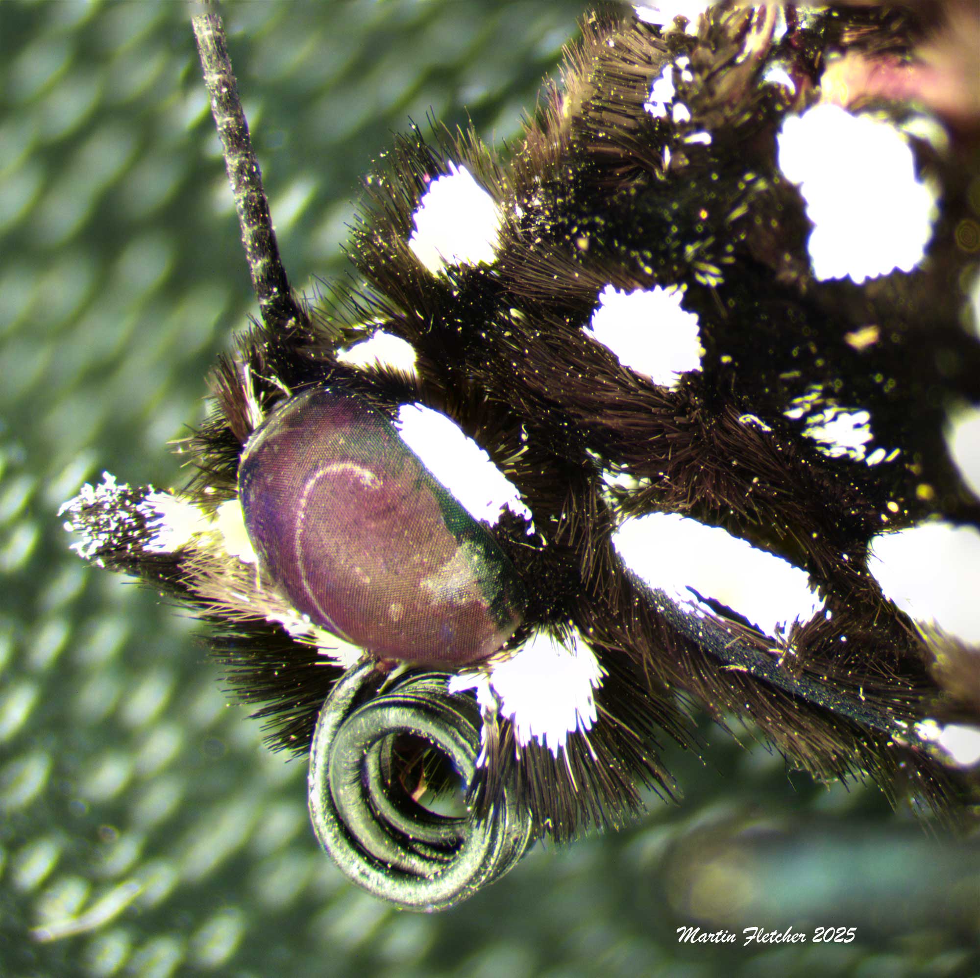 Monarch Face up Close, Macro Image