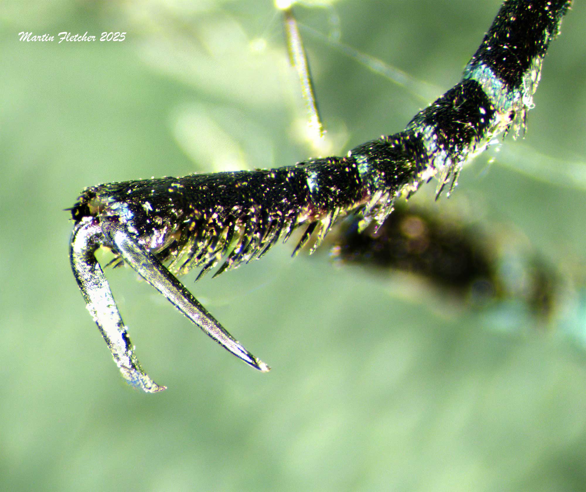 Monarch Foot and lower leg up Close, Macro Image