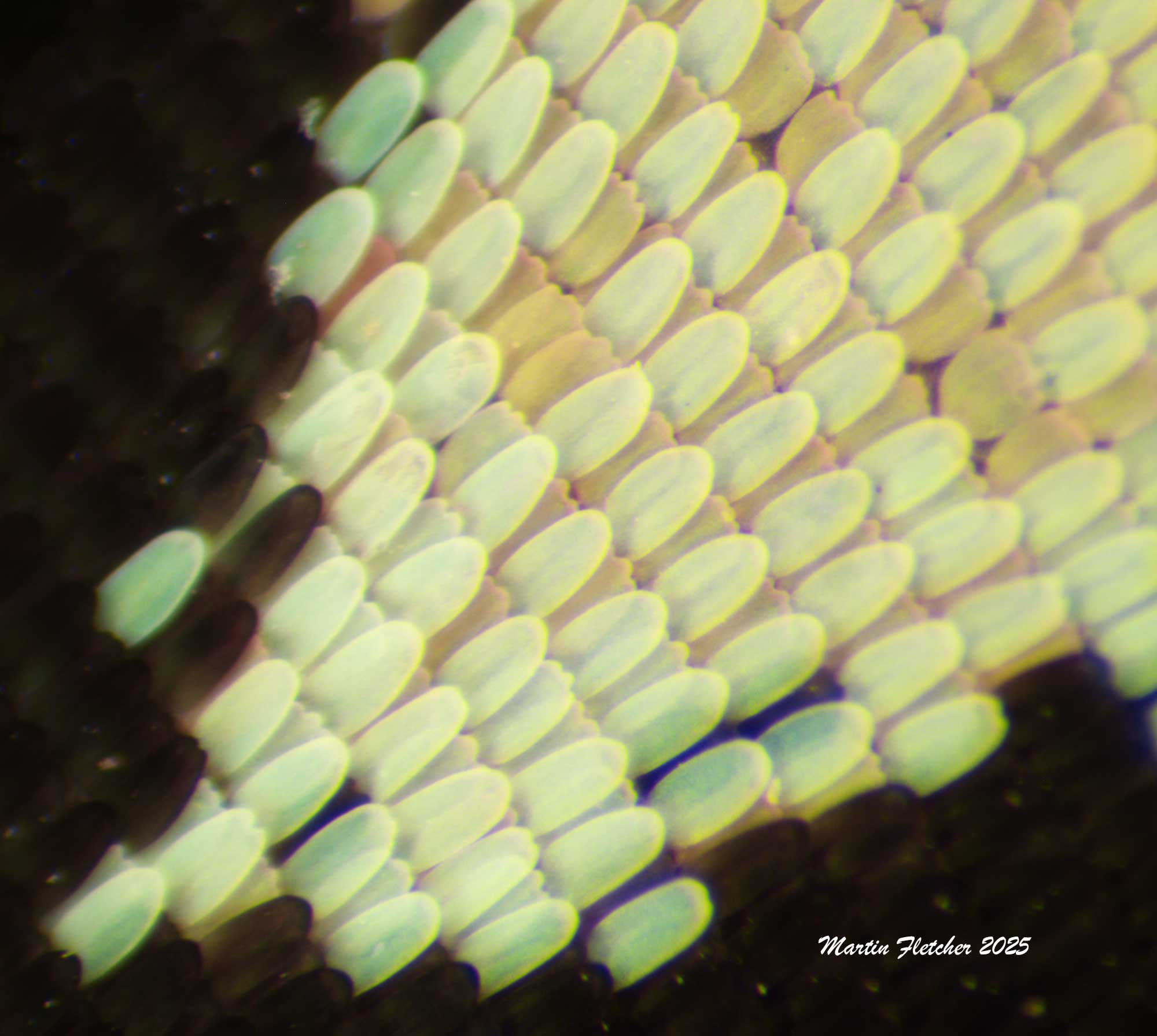 Black and White Monarch Wing Scales up Close, Macro Image