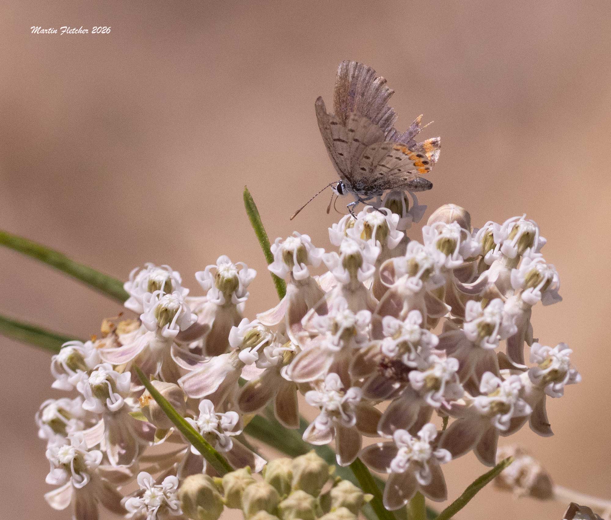 Acmon Blue on Asclepias fascicularis, Hopper Mountain NWR