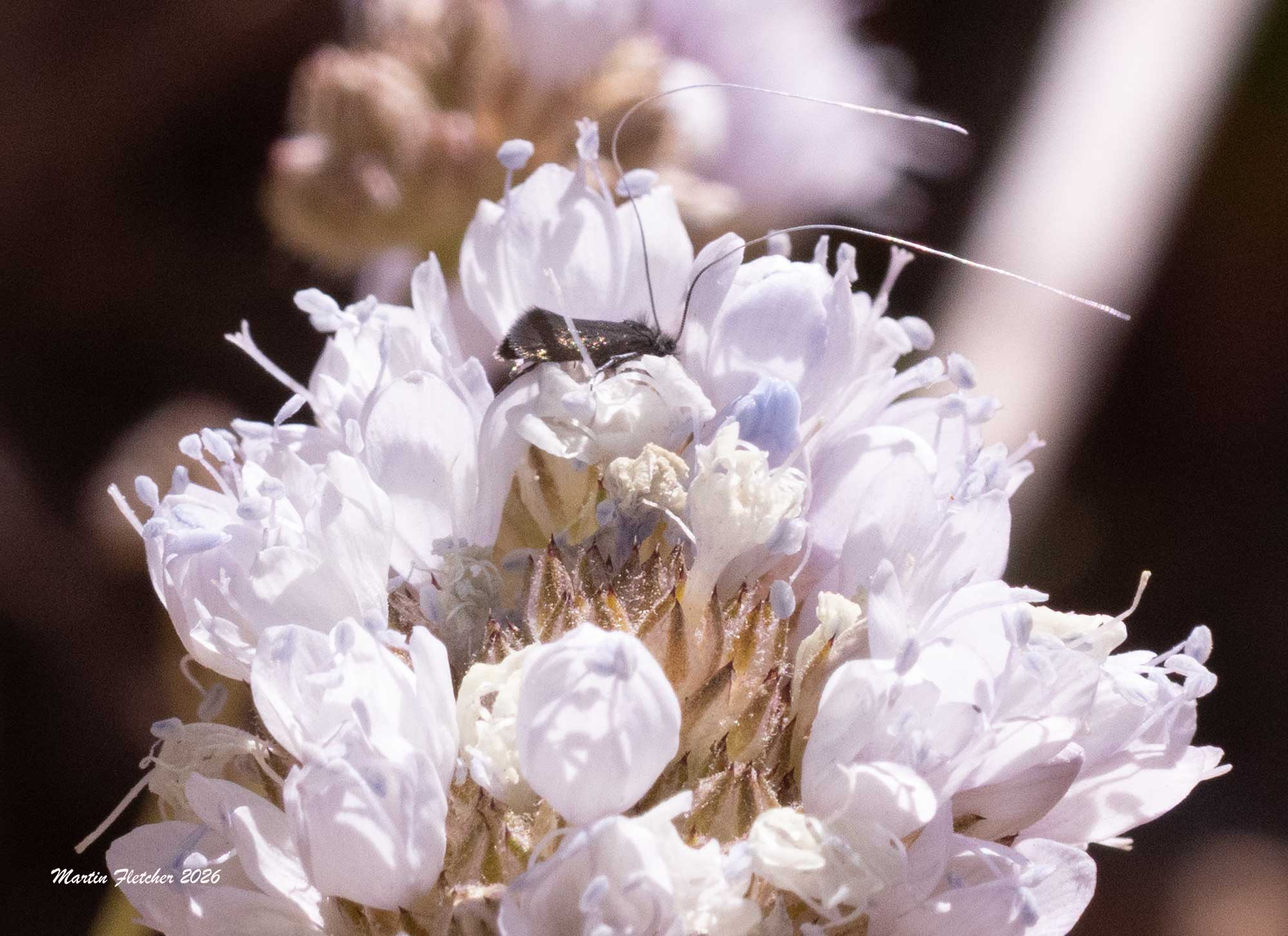 Adela punctiferella, Fairy Moth, Gilia capitata, Reyes Peak