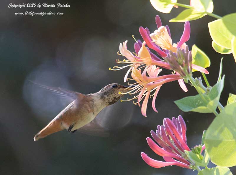Allen's Hummingbird, Purple Leaf Japanese Honeysuckle