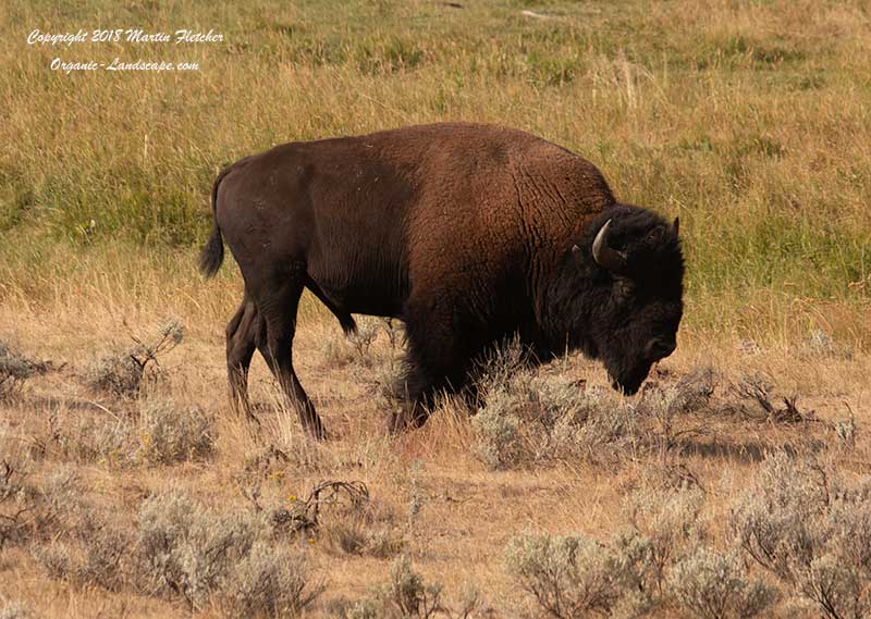 American Bison Male, Yellowstone, Lamar Valley