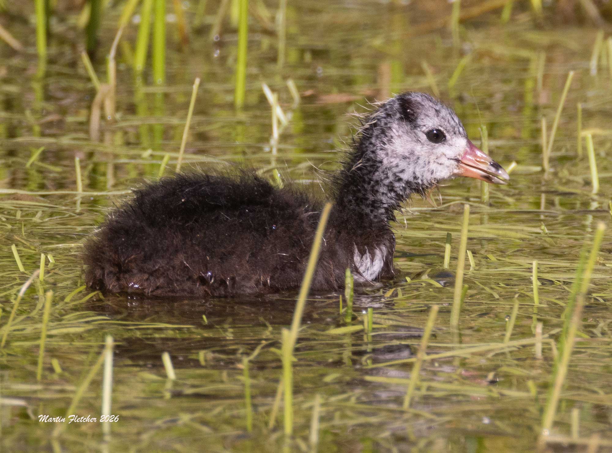 American Coot Chick, Rose Valley, Sespe, California