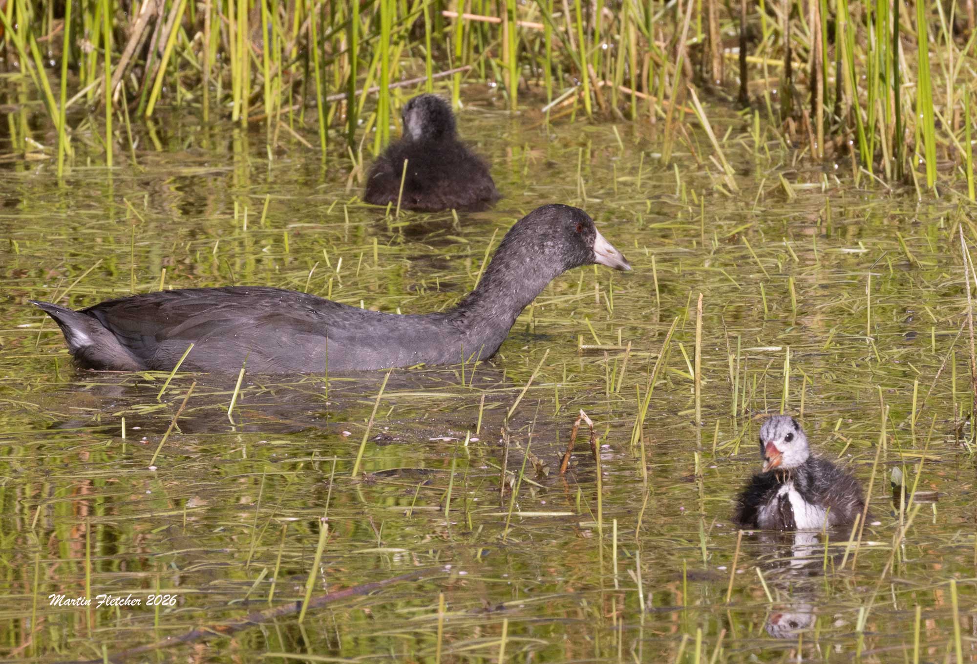 American Coot with chicks, Rose Valley, Sespe, California