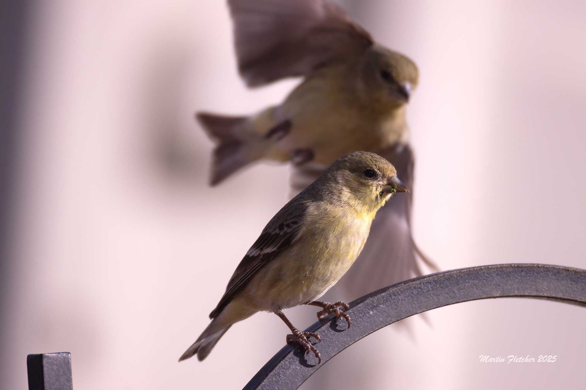 American Goldfinchs, one on feeder cane, another approaches
