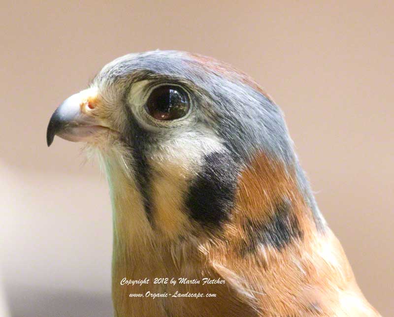 American Kestrel - Effie Yeaw