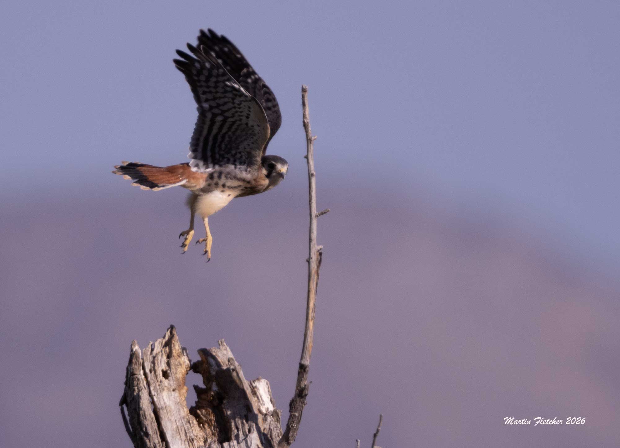 American Kestrel in flight, Owens River near Big Pine