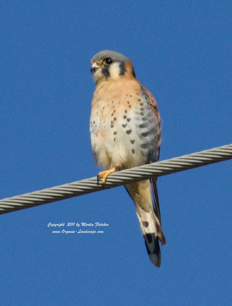 American Kestrel