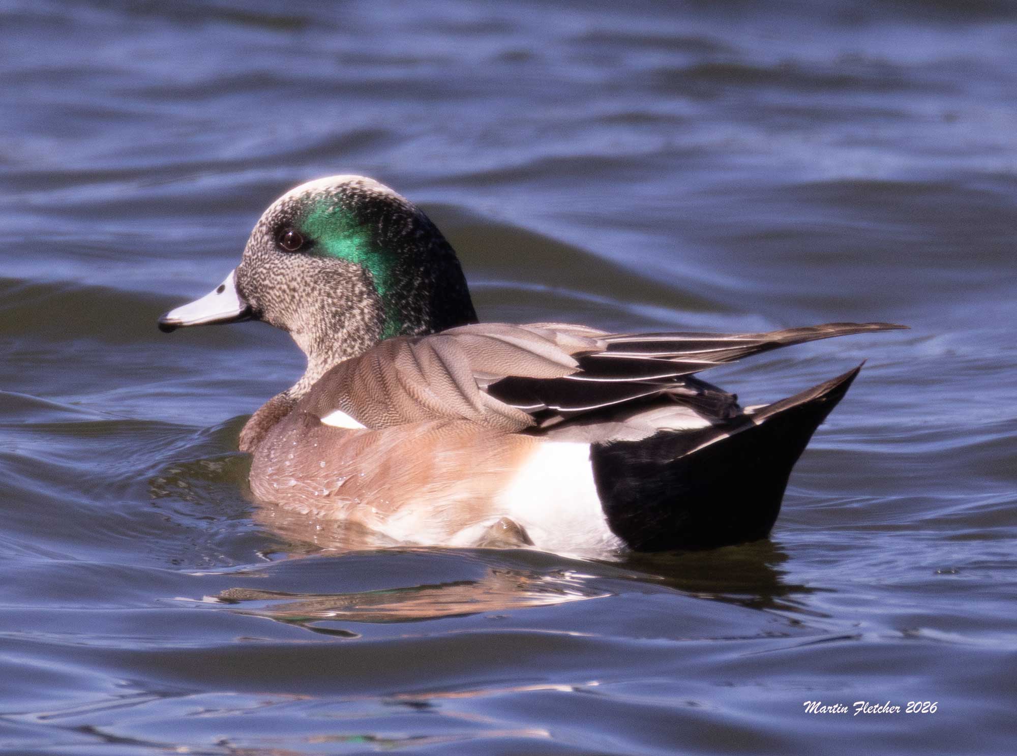 American Wigeon, Lake Casitas, CA